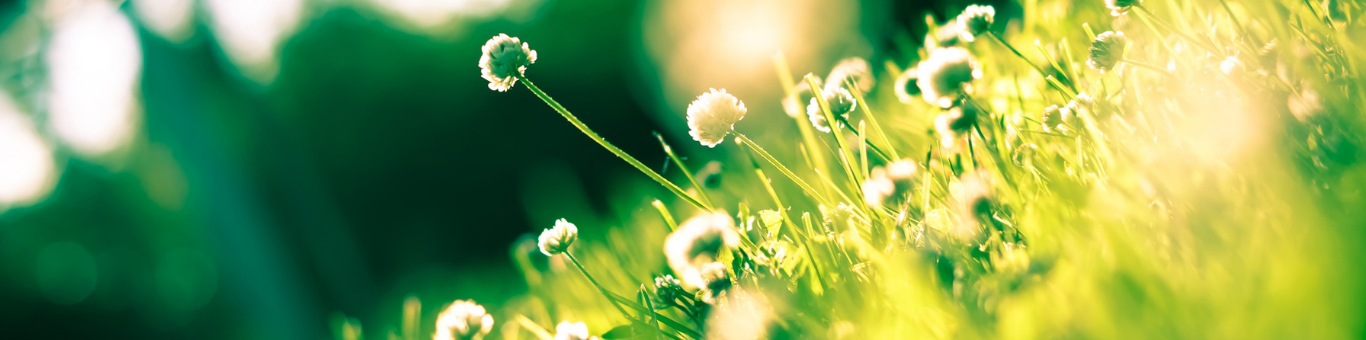 Gartentechnik | ggf. beschreibende Subline