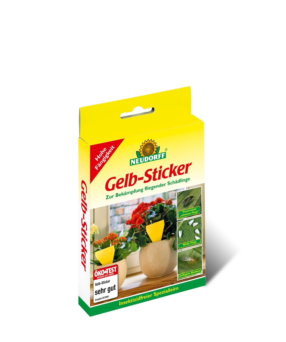 Gelbsticker Leimfalle