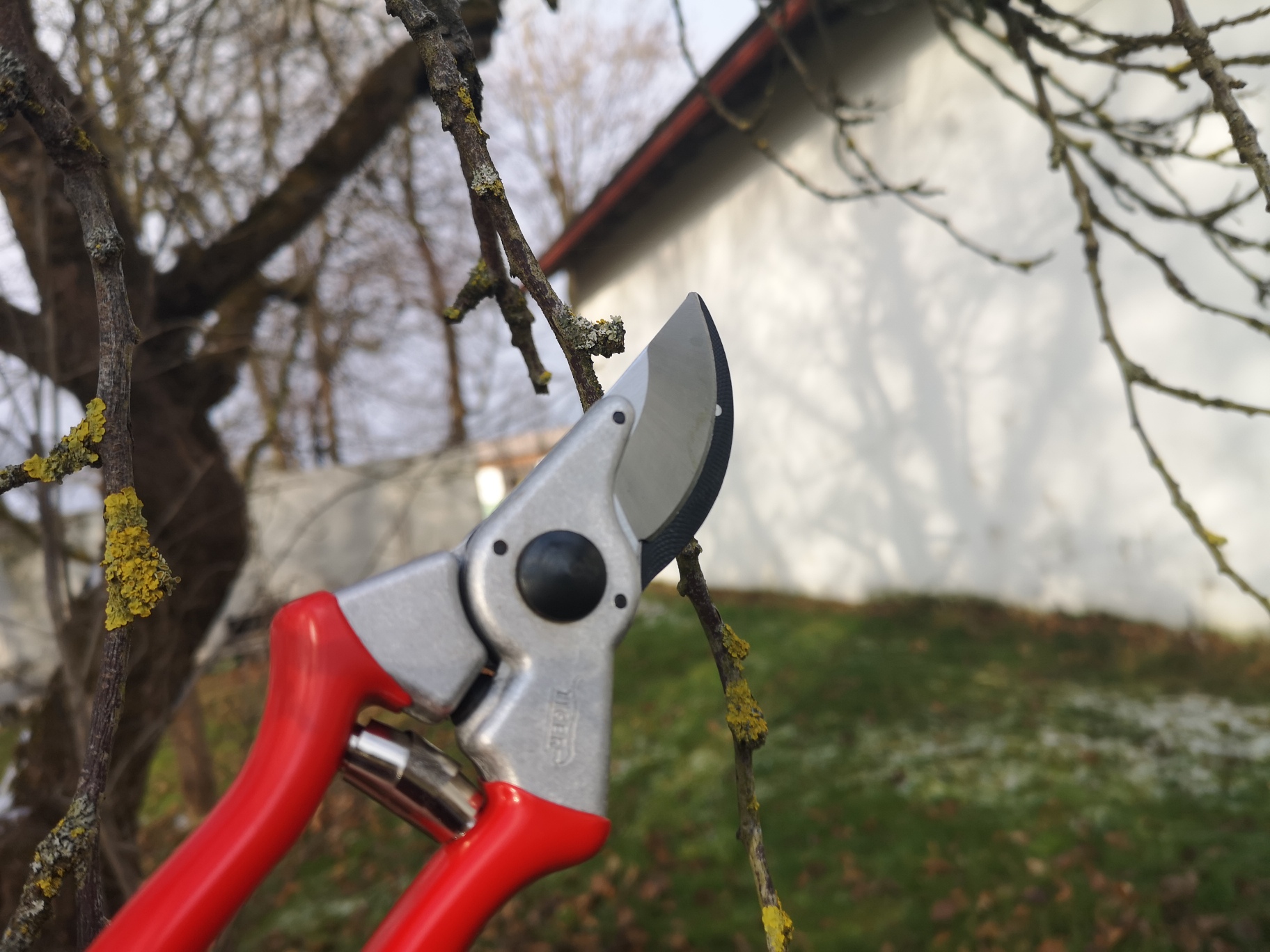 Tiger Profi-Gartenschere T2  Baum